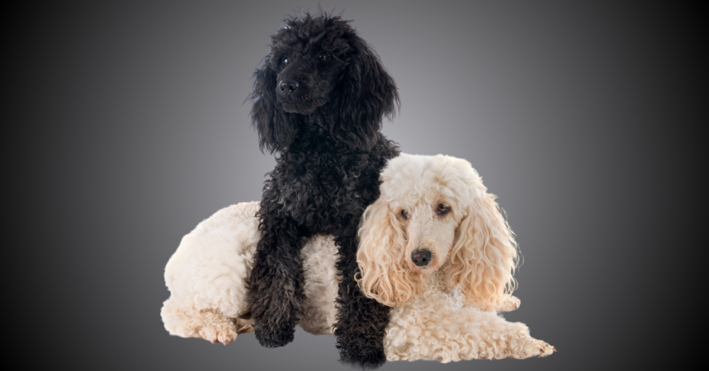 2 poodles