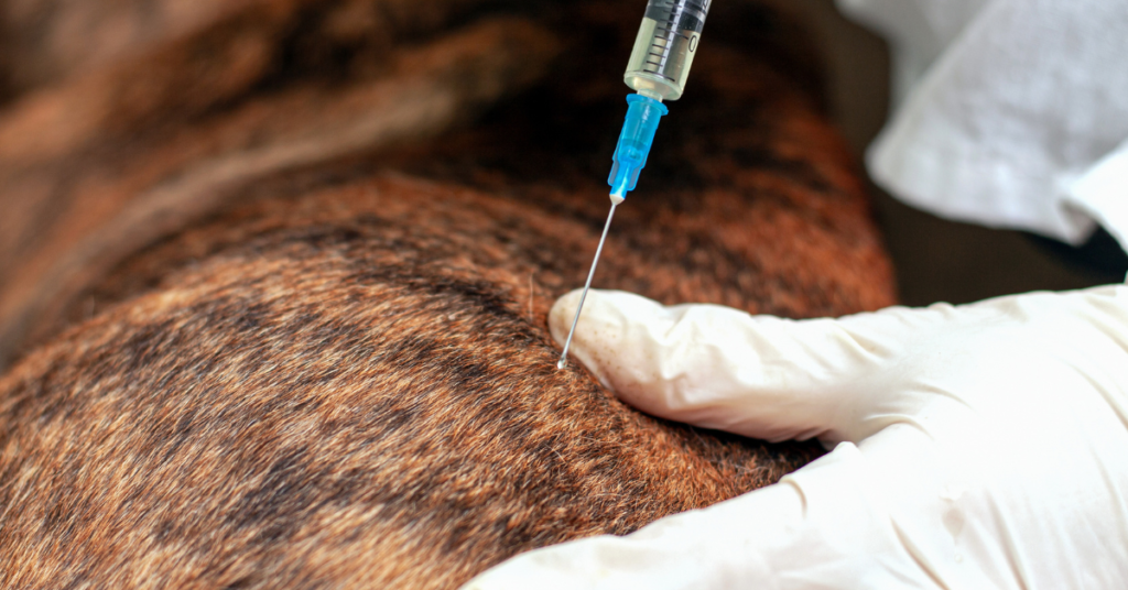 Leptospirosis in Dogs, image of dog receiving vaccine