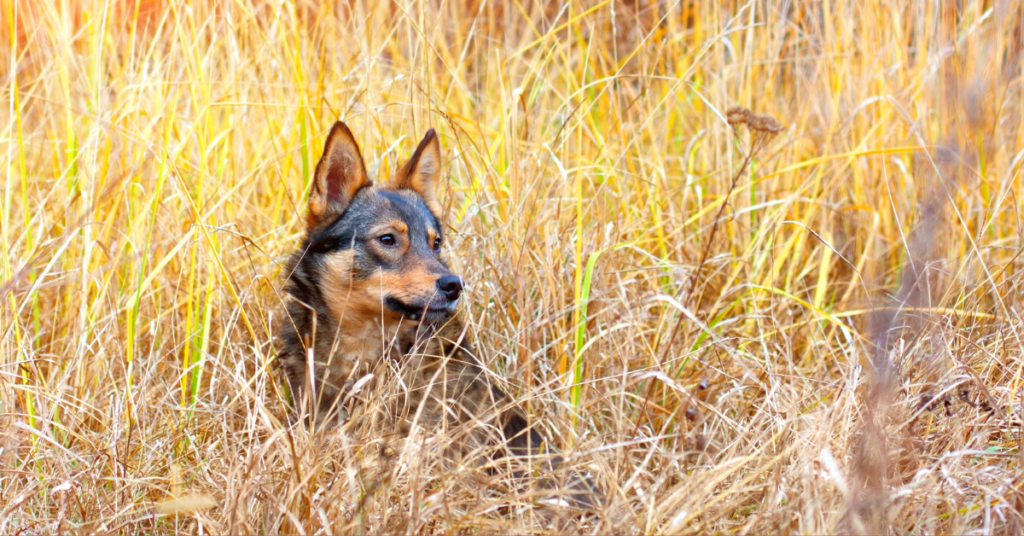 lyme disease in dogs, image of dog in tall grass