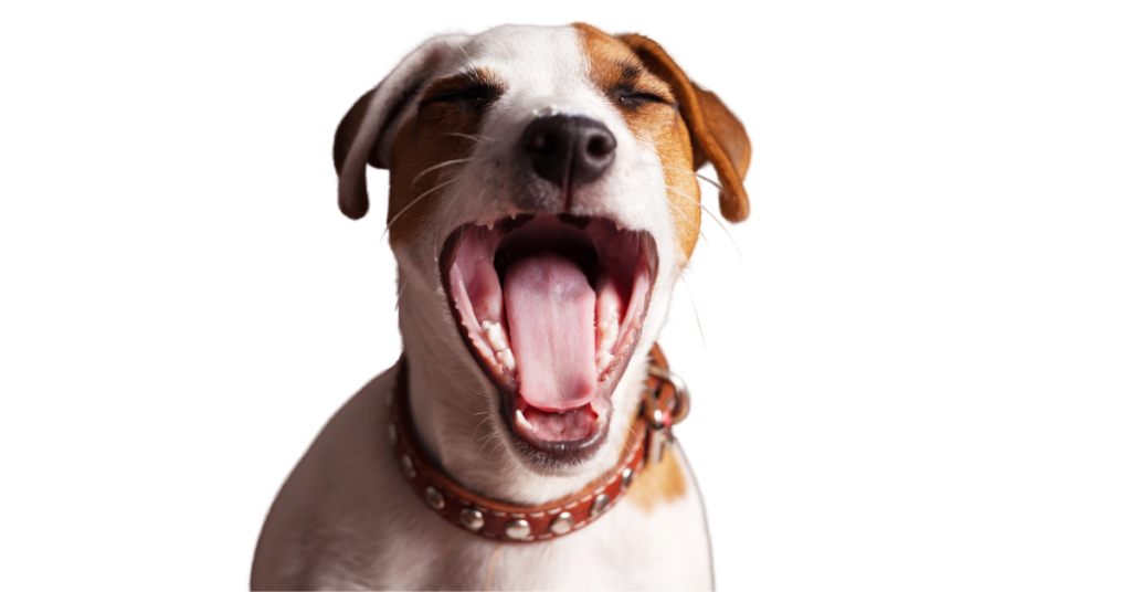 canine parainfluenza, image of a dog with its mouth open coughing