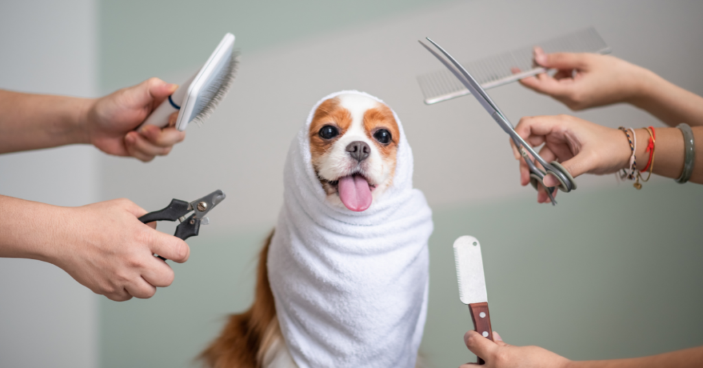 kennel cough, image of a dog wrapped in a towel at a groomer