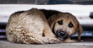 Canine Respiratory Coronavirus, image of a sick dog lying on the ground