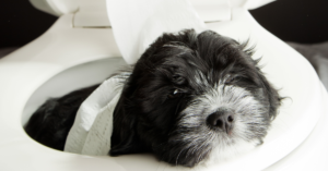 Potty Train: Puppy in the potty