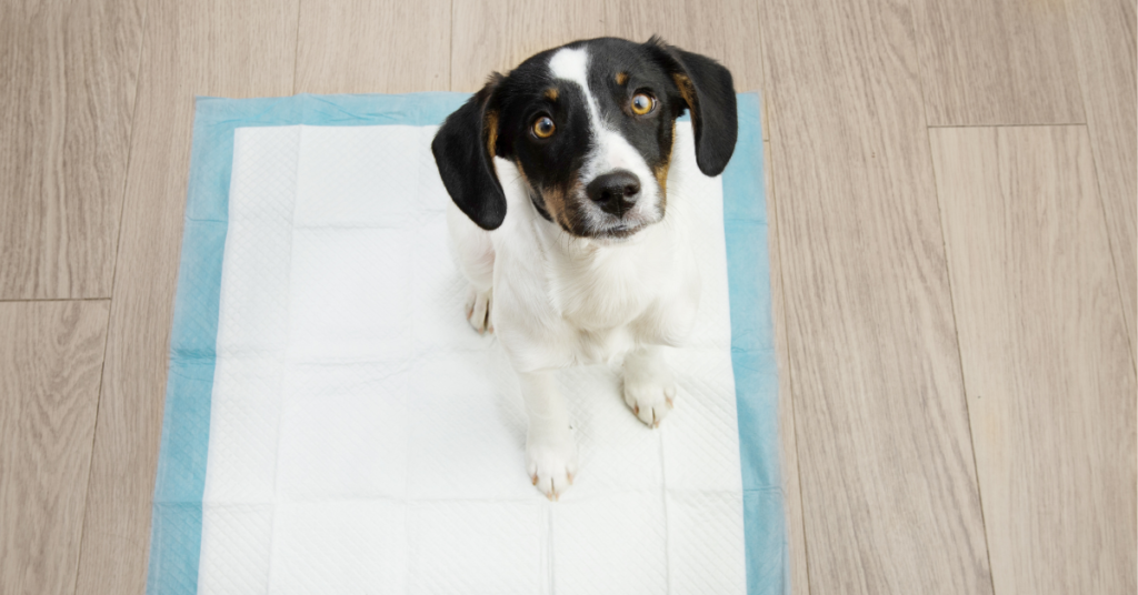 Potty train: Puppy sitting on potty pad