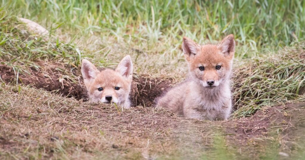 2 coyote pups