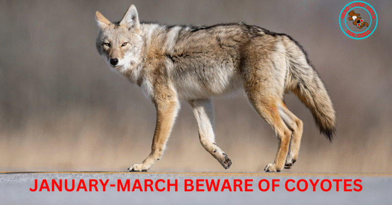 Coyote Alert: 8 Tips to Protect Your Dog from Coyotes During Mating Season
