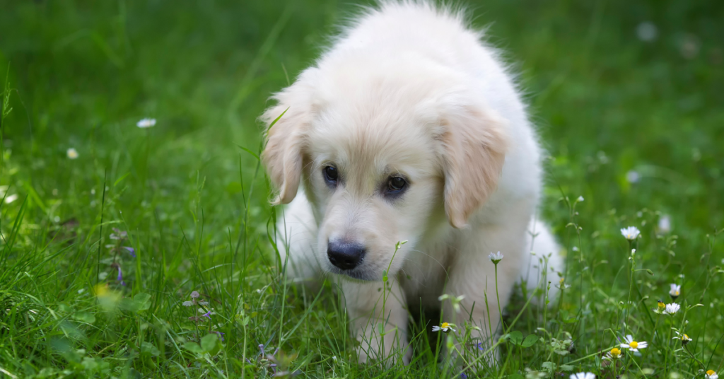 Potty train: puppy pottying in the grass