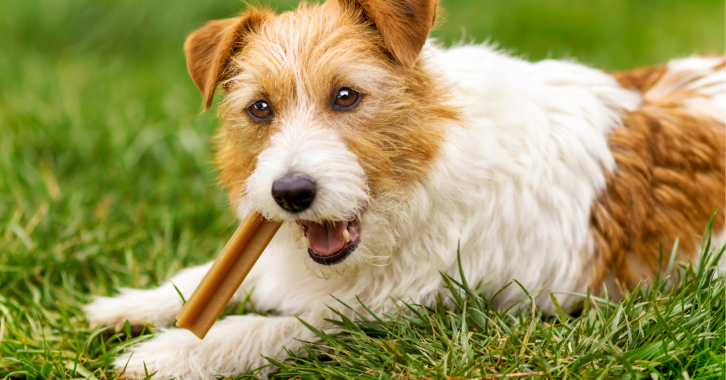 Terrier chewing on a dental treat to get it's teeth clean - dog's teeth clean