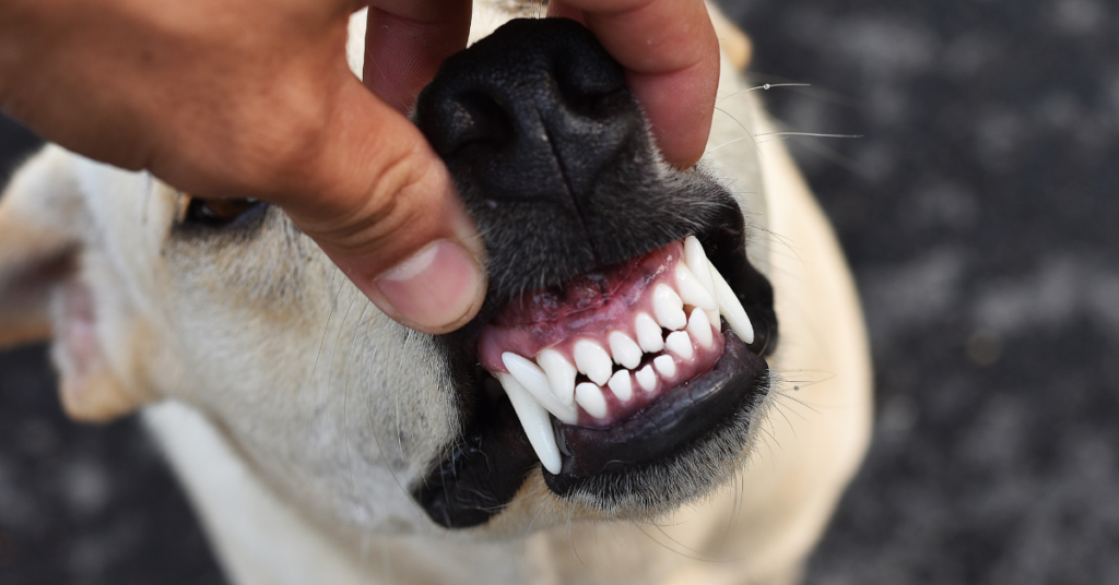 dog's teeth clean