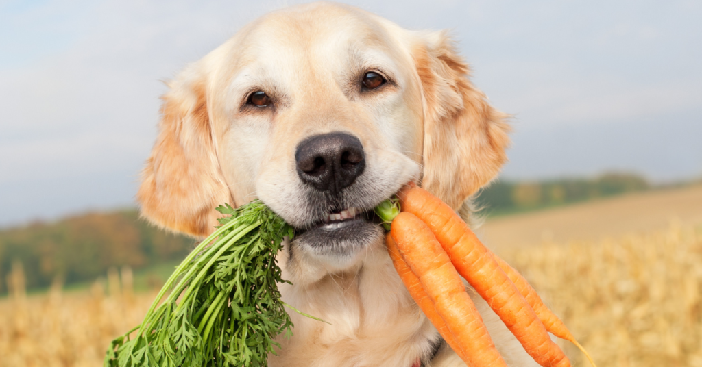 Golden retriever with 2 carrots- dog's teeth clean