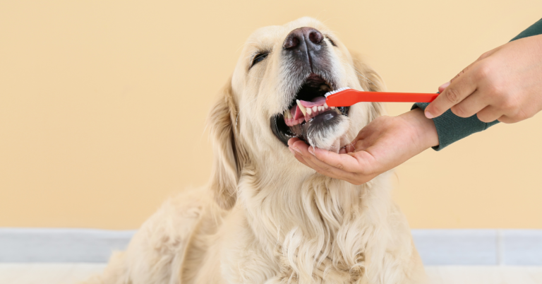 6 Best Ways to Keep Your Dog’s Teeth Clean & Healthy