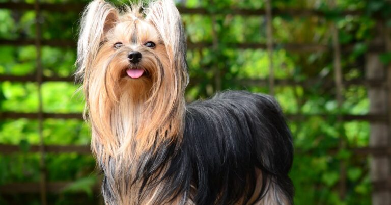 Yorkshire Terrier (Yorkie) the ultimate Guide: Everything You Need to Know