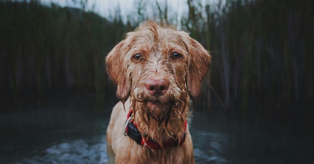 Wired Haired Vizsla