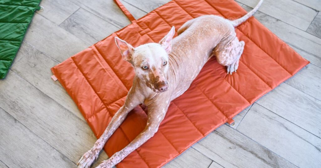 Xoloitzcuintli