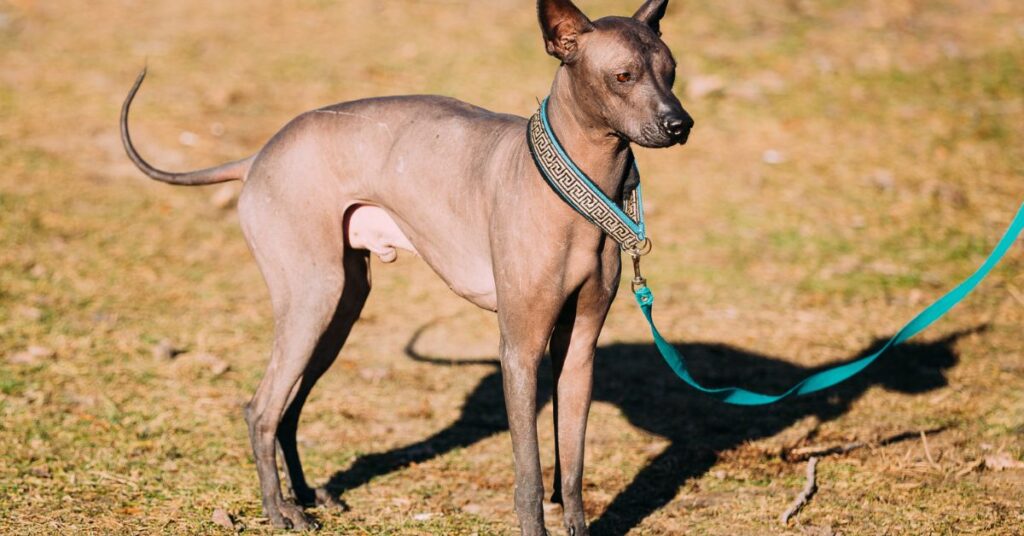 Xoloitzcuintli