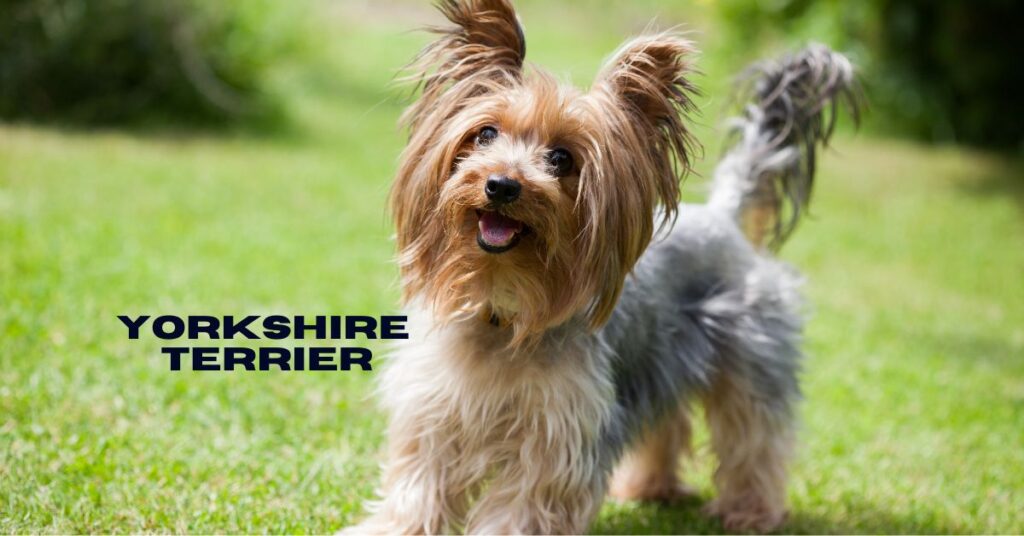 Yorkshire Terrier