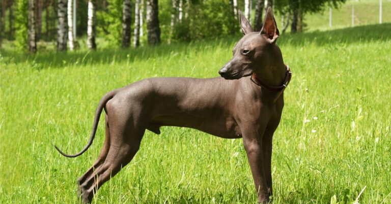 Xoloitzcuintli: The Ancient, Elegant Mexican Hairless Dog