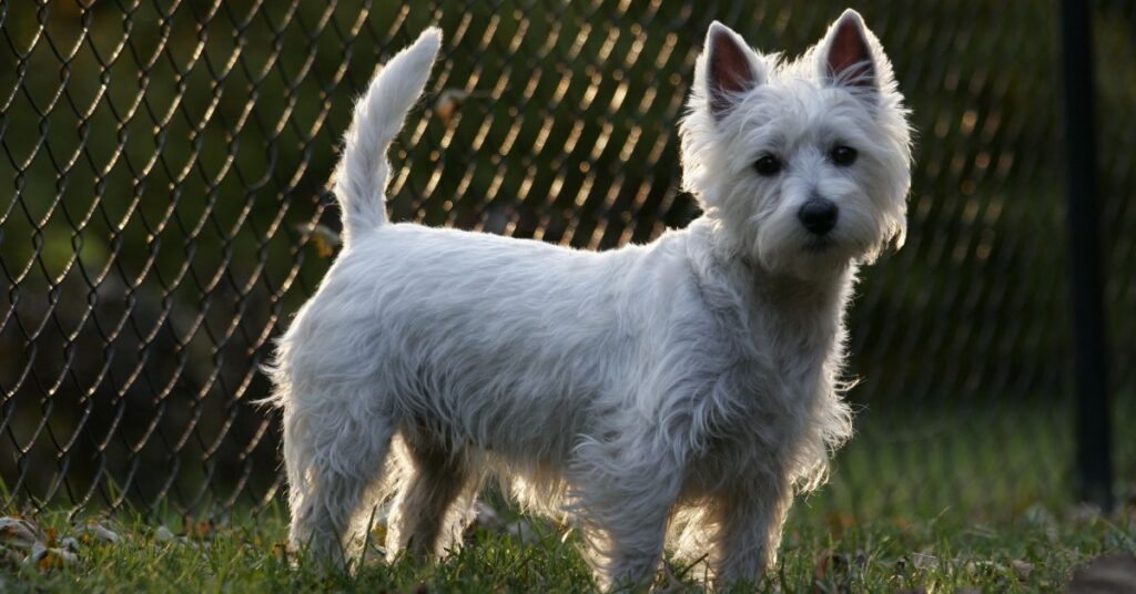 West Highland White Terrier