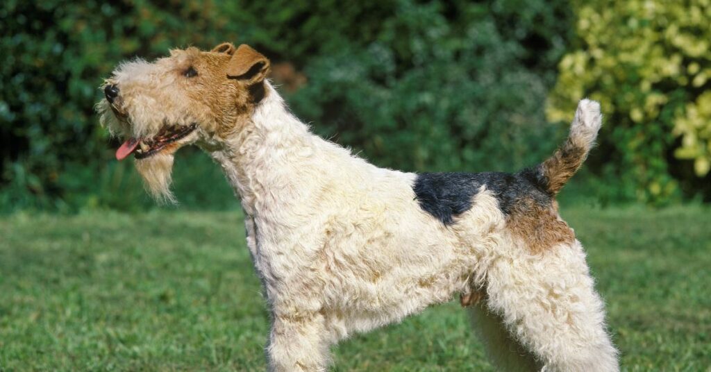 Wire Fox Terrier