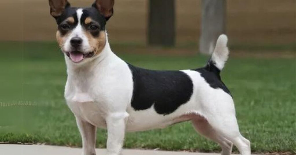 Teddy Roosevelt Terrier