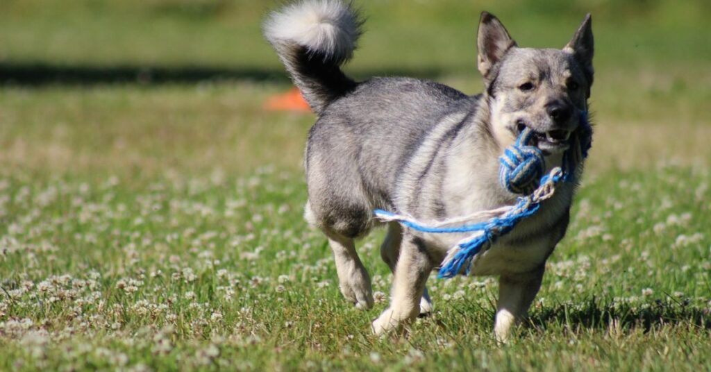 Swedish Vallhund