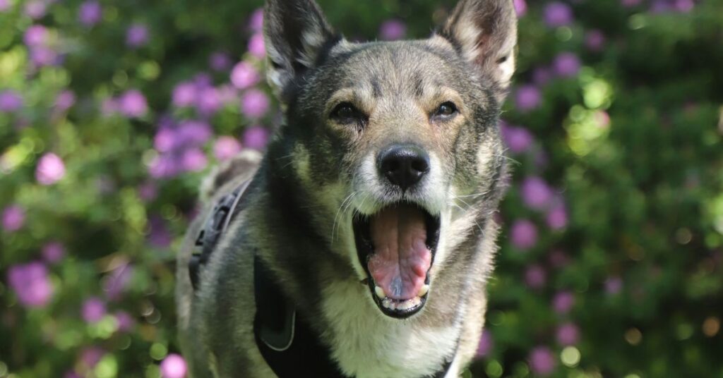 Swedish Vallhund
