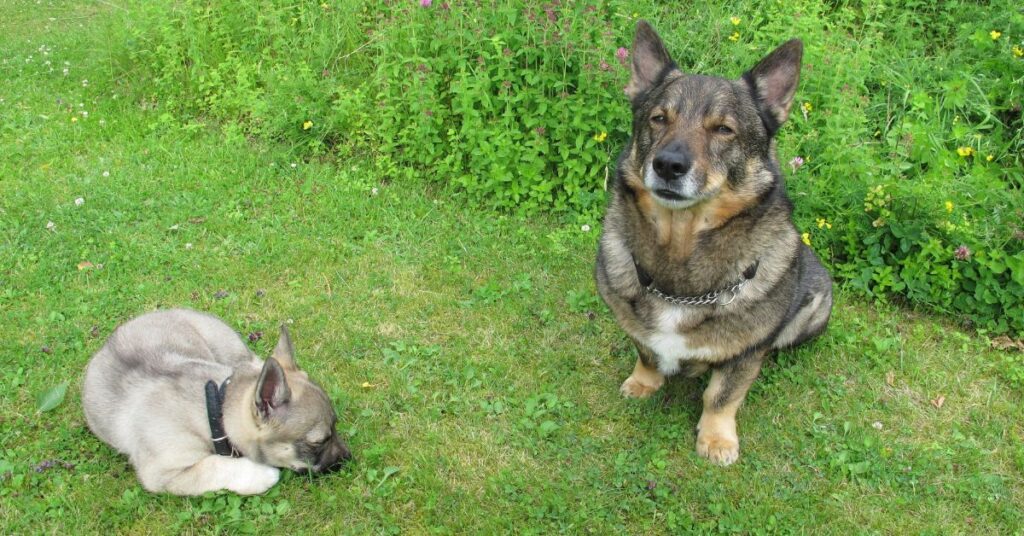Swedish Vallhund and puppy