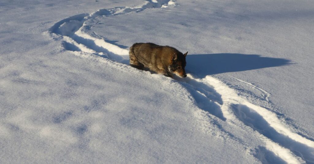 Swedish Vallhund