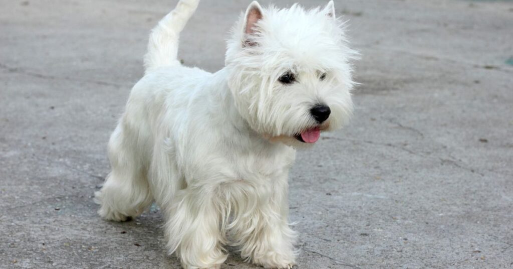 West Highland White Terrier