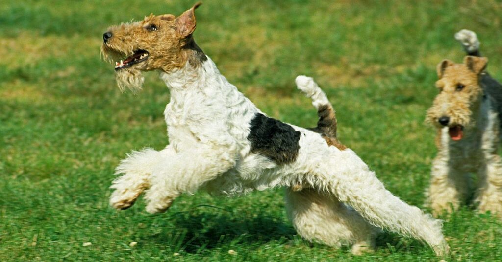 Wire Fox Terrier