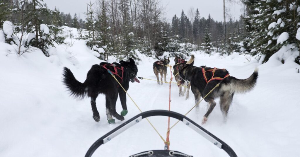 Swedish Lapphund sledding