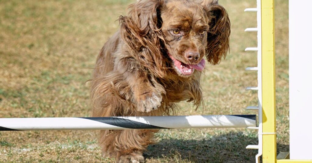 Sussex Spaniel