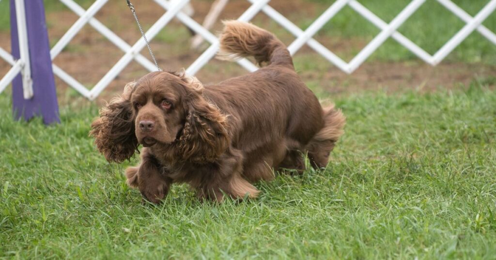 Sussex Spaniel