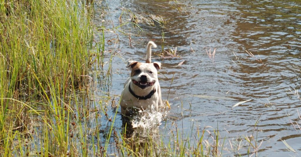 Staffordshire Bull Terrier