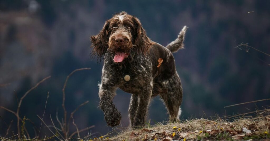 Wirehaired Pointing Griffon