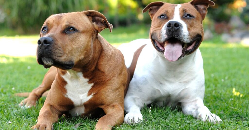 2 Staffordshire Bull Terriers