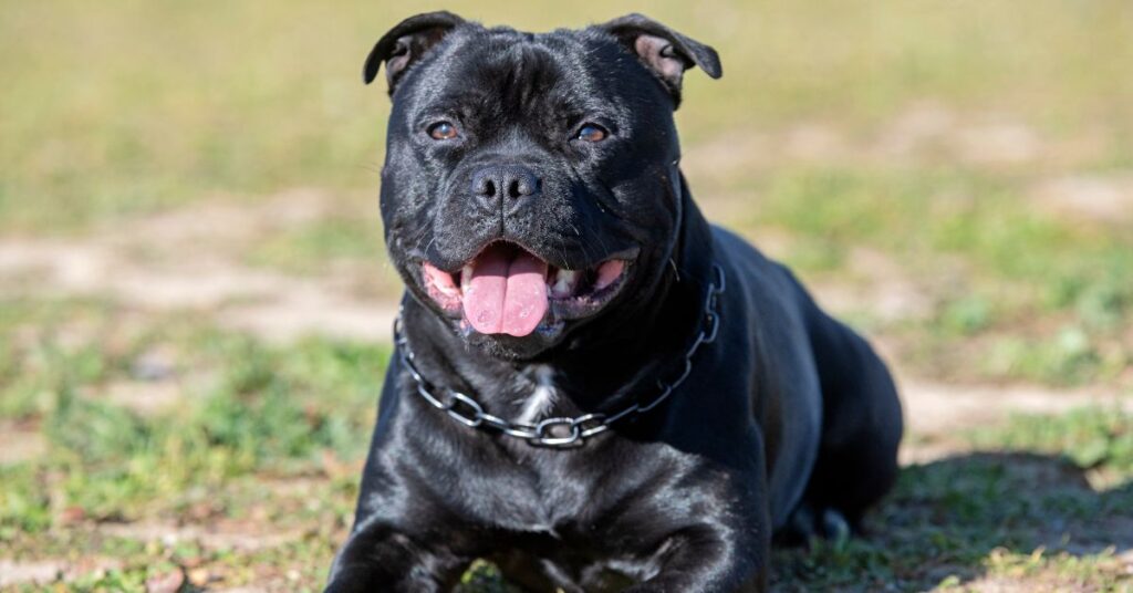 Staffordshire Bull Terrier