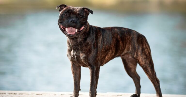 Staffordshire Bull Terrier: The Brave, Loving, and Loyal Companion