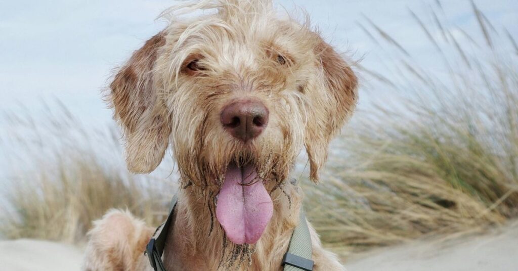 Spinone Italiano