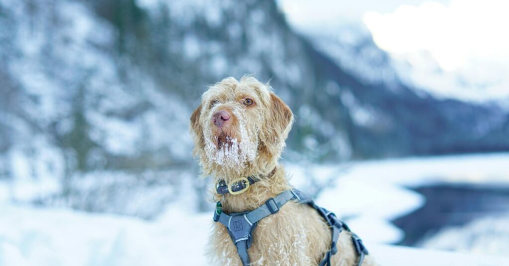 Spinone Italiano in the snow