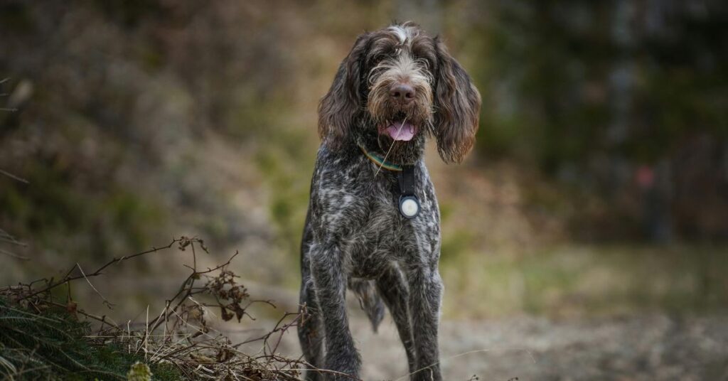 Spinone Italiano