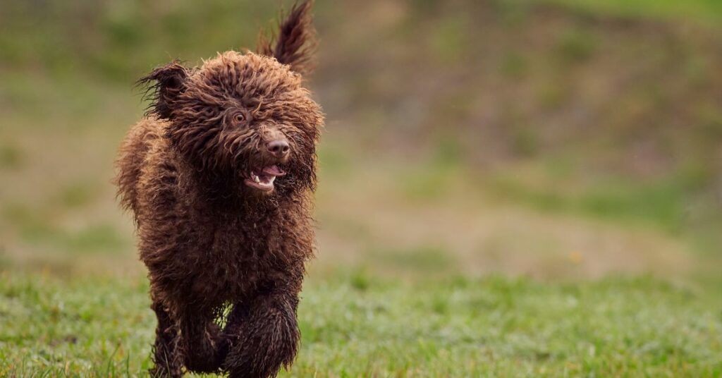Spanish Water Dog