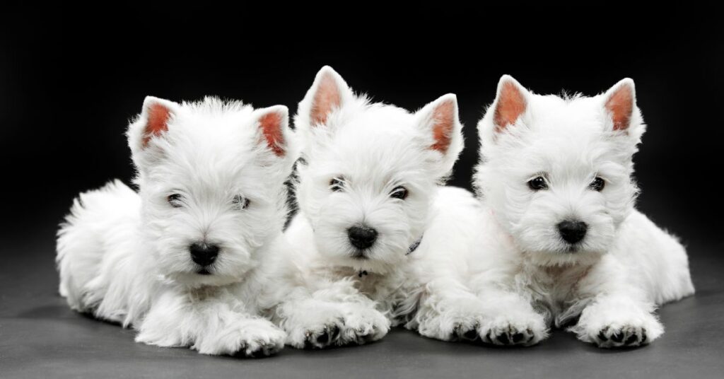 3 West Highland White Terrier Puppies
