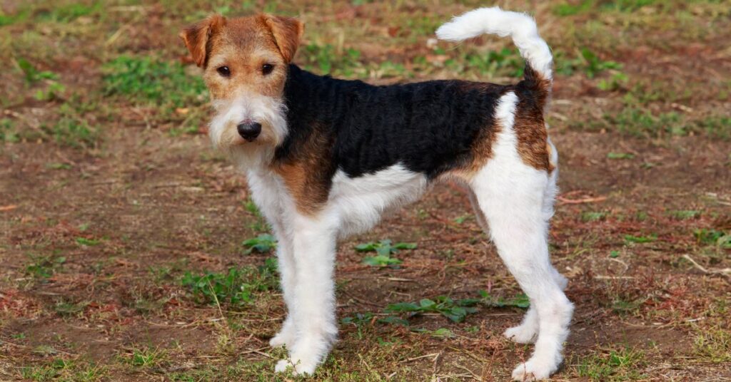 Wire Fox Terrier