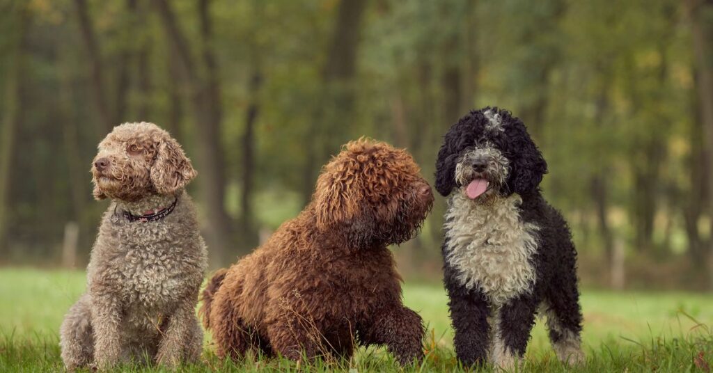 3 Spanish Water Dogs