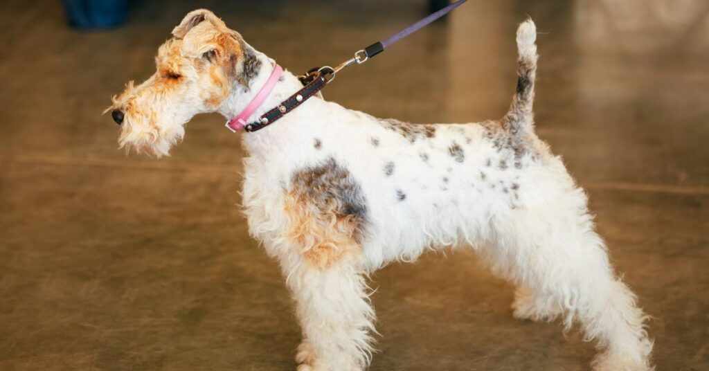 Wire Fox Terrier