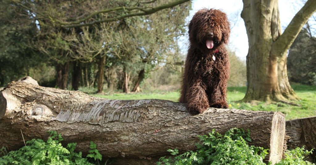 Spanish Water Dog