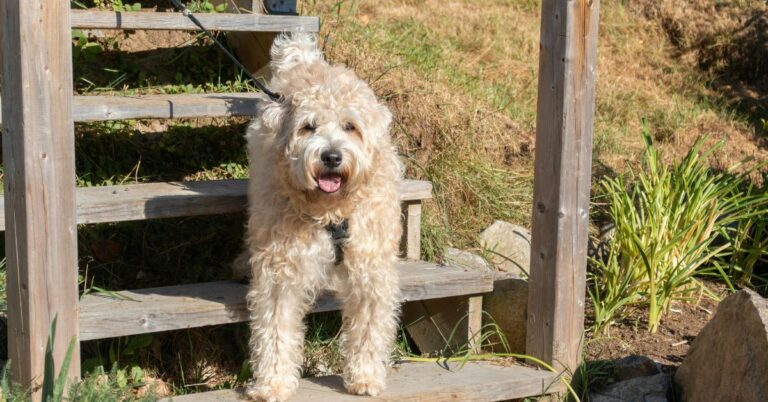 Soft Coated Wheaten Terrier: The Happy, Friendly, and Low-Shedding Companion