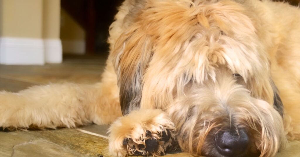 Soft Coated Wheaten Terrier