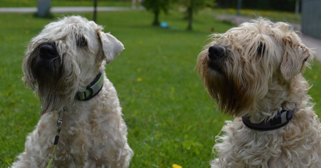 2 Soft Coated Wheaten Terriers
